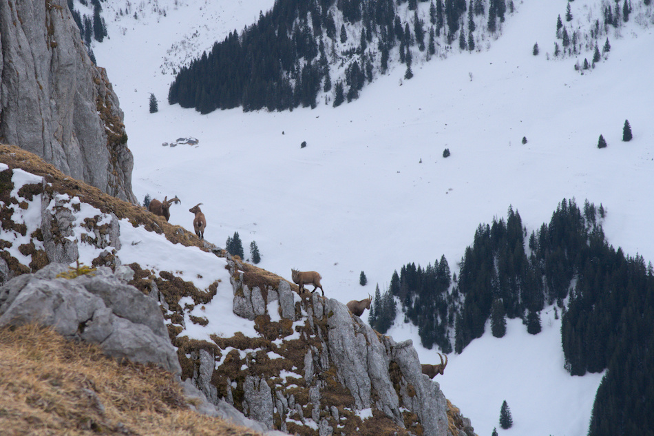 'Les habitants des montagnes'