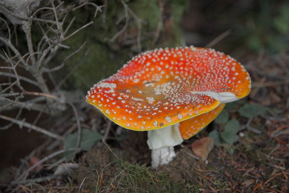 'Une cro�te au champignon ?'